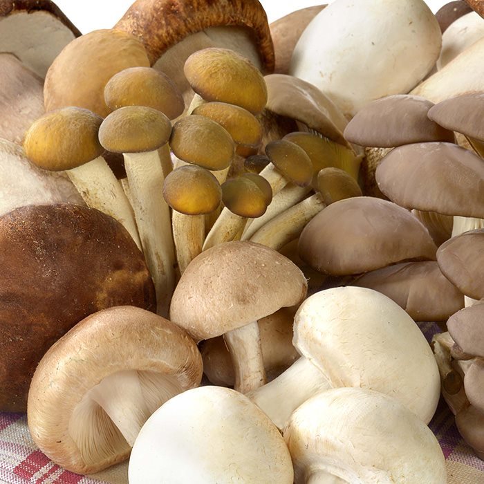 surmont_plus_foodservice_varieta-funghi copia